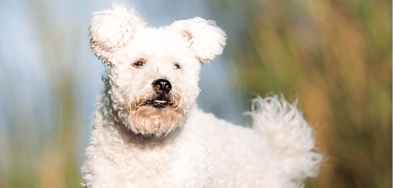 Pumi dog