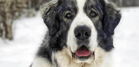 Pyrenean Mastiff dog