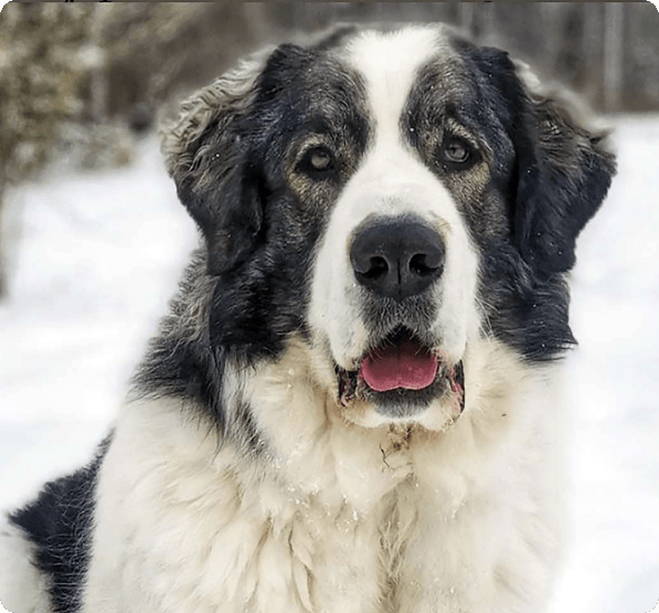 Pyrenean Mastiff dog