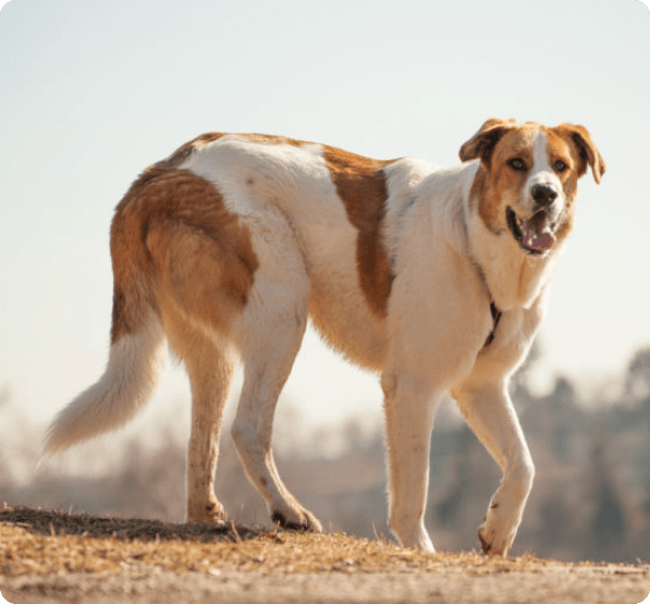 Dogs in Oregon
