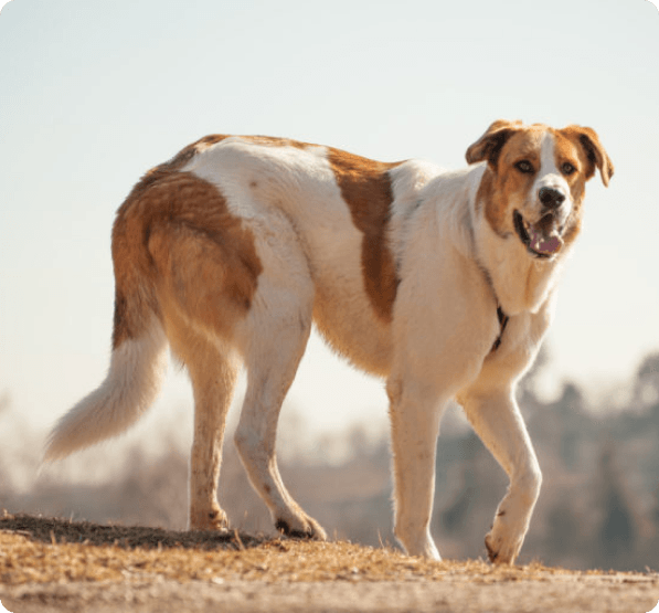 Rafeiro do Alentejo dog