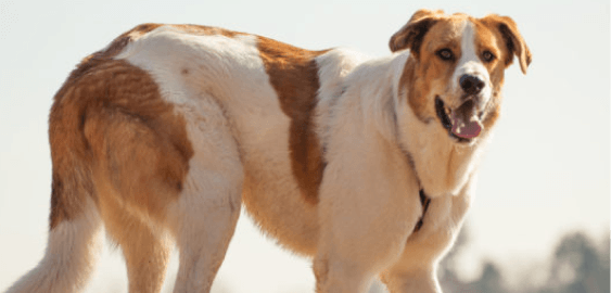 Dogs in Oregon