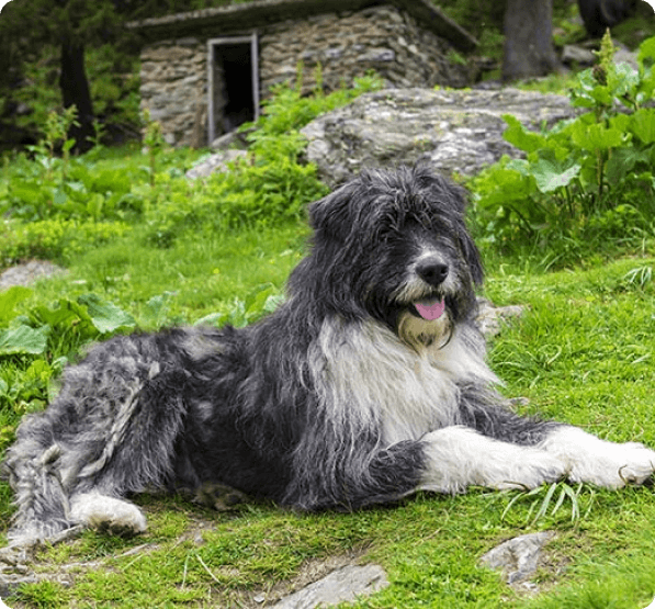 Romanian Mioritic Shepherd dog