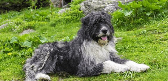 Romanian Mioritic Shepherd dog