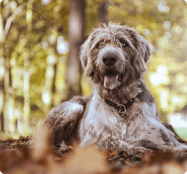 Slovakian Wirehaired Pointer dog