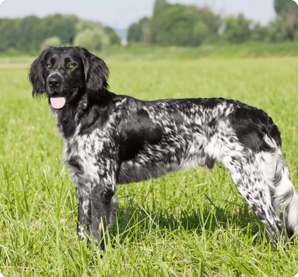 Large Munsterlander dog