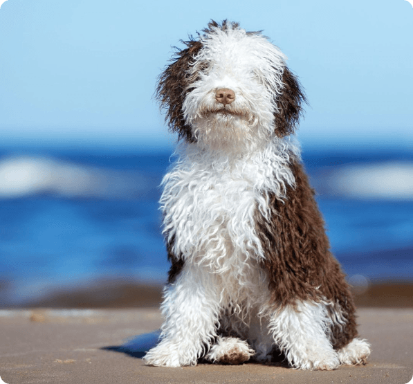 Spanish Water dog