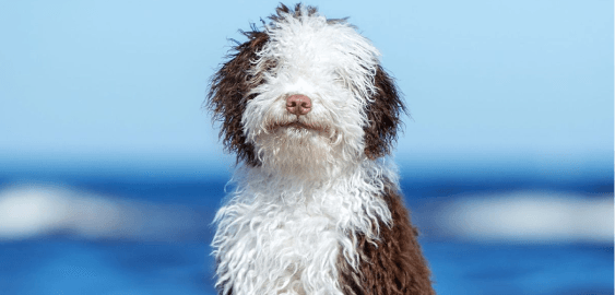 Spanish Water dog