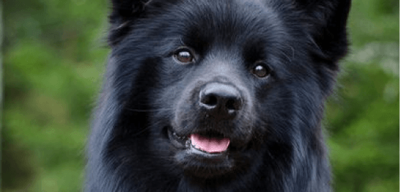 Swedish Lapphund dog