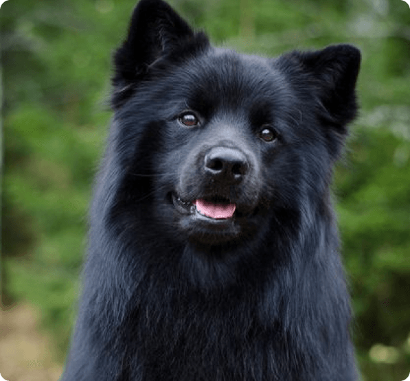 Swedish Lapphund dog