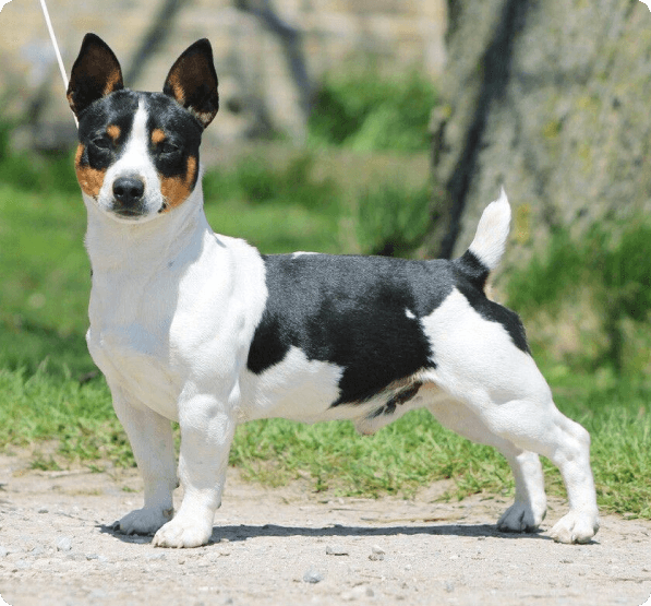 Teddy Roosevelt Terrier dog