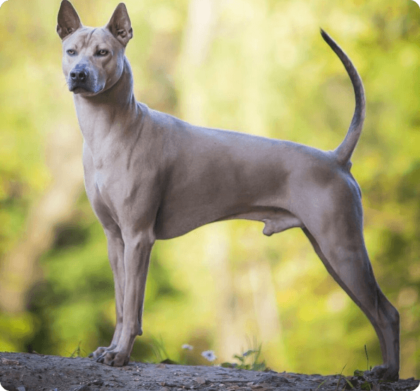 Thai Ridgeback dog