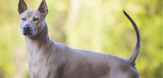 Thai Ridgeback dog