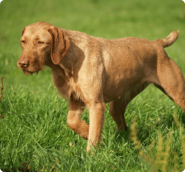 Wirehaired Vizsla dog