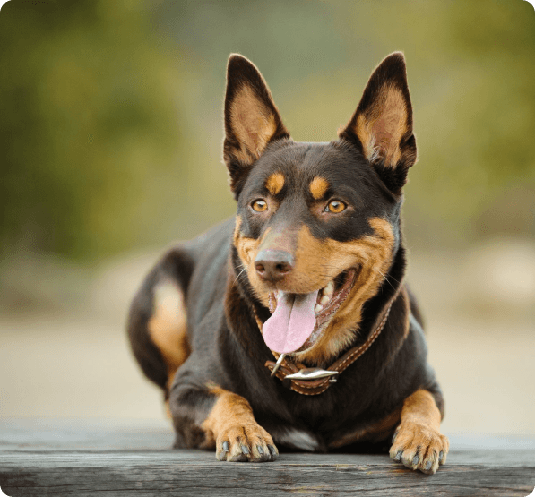 Working Kelpie dog