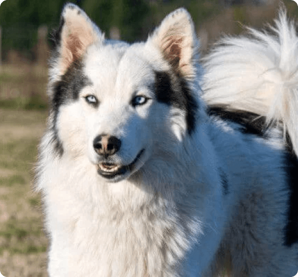 Dogs in Alaska