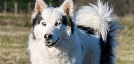 Yakutian Laika dog