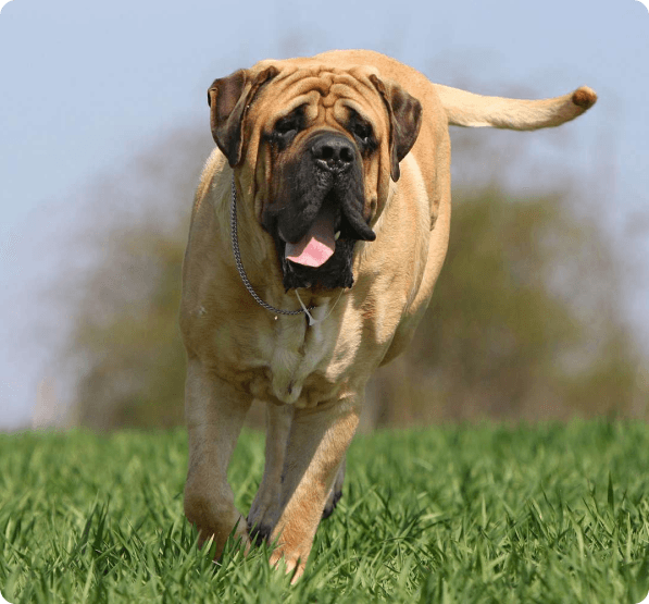 Mastiff dog