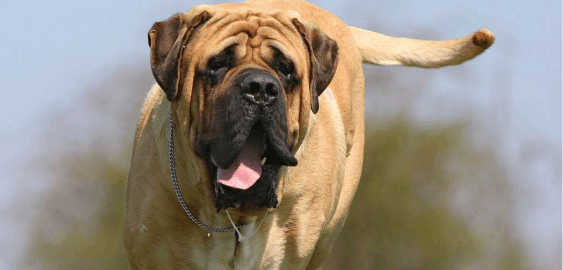 Mastiff dog