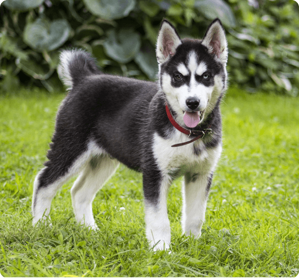 Miniature Husky dog