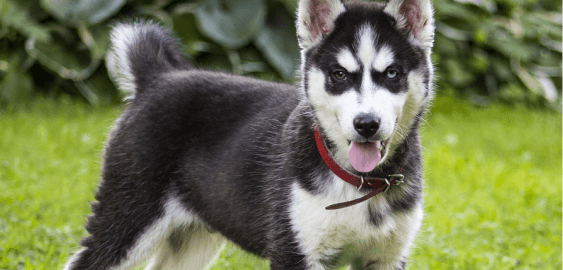 Miniature Husky dog