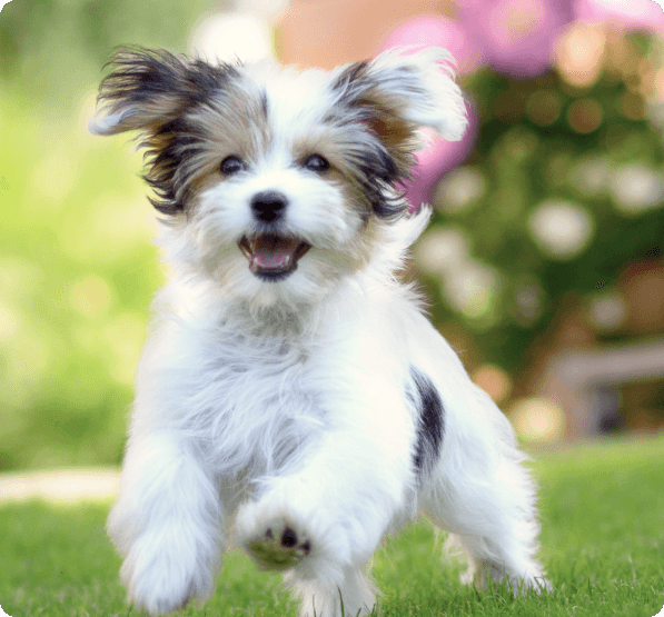 Morkie dog