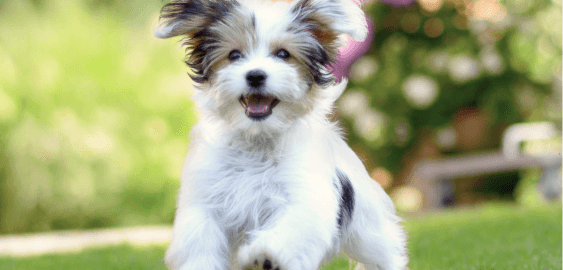 Morkie dog