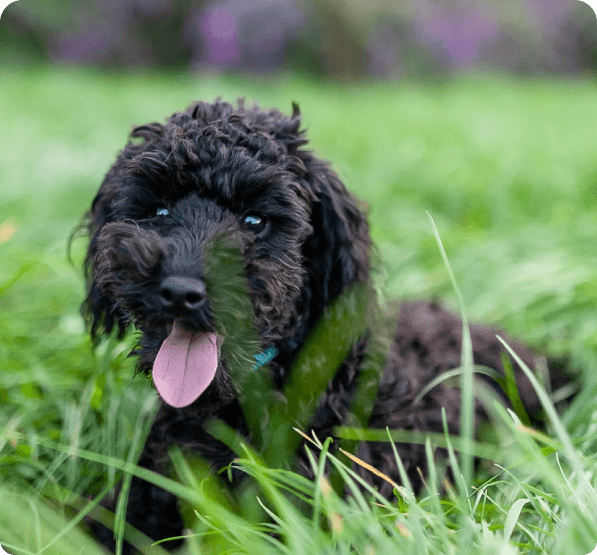 Toy Poodle dog