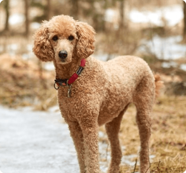 Standard Poodle dog