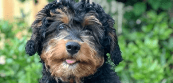 Aussiedoodle dog