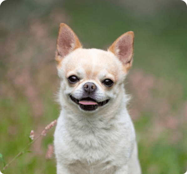 Chihuahua dog