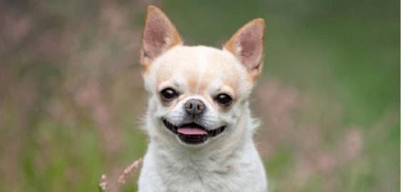 Chihuahua dog