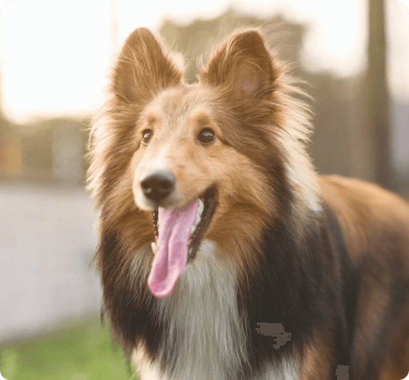 Shetland Sheepdog dog