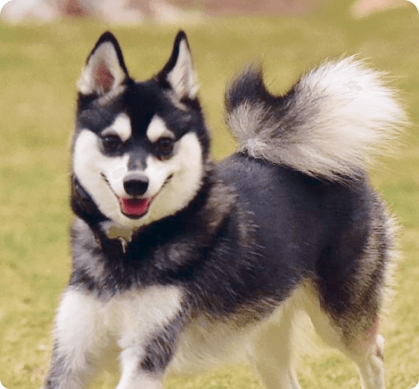 Alaskan Klee Kai dog