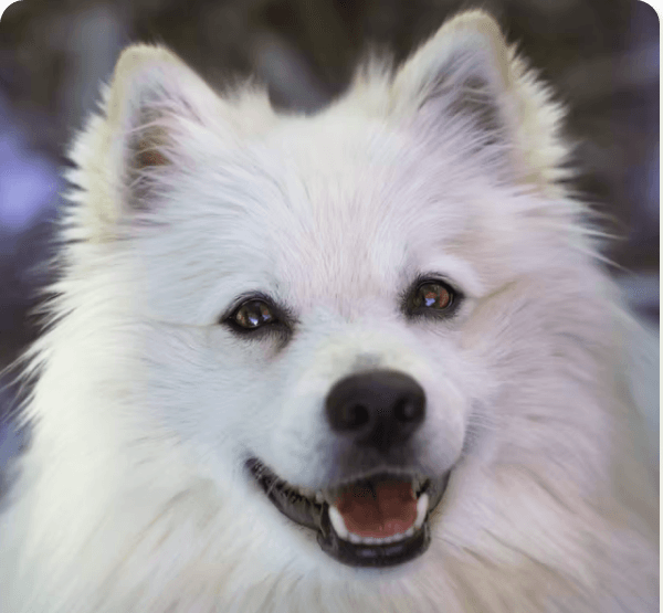 American Eskimo dog