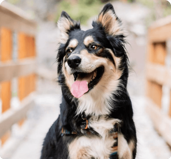 Australian Shepherd Husky dog