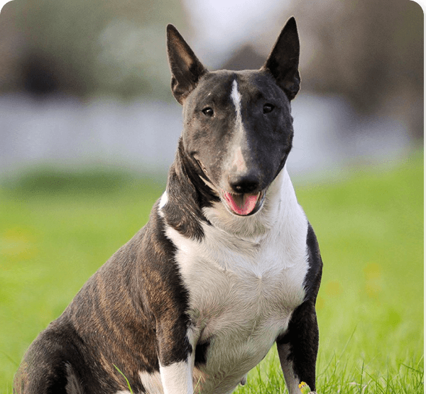 Bull Terrier dog