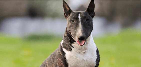 Bull Terrier dog