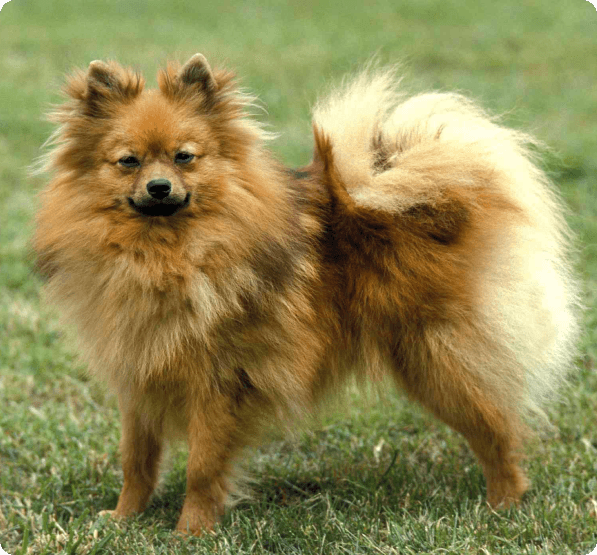 German Spitz Puppies for Sale in Tennessee