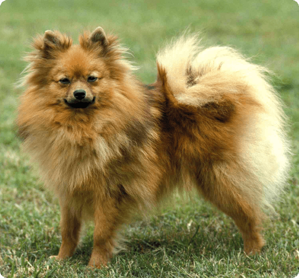 German Spitz dog