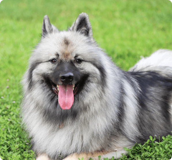 Keeshond dog