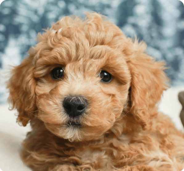 Poochon dog