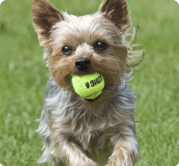 Silky Terrier dog