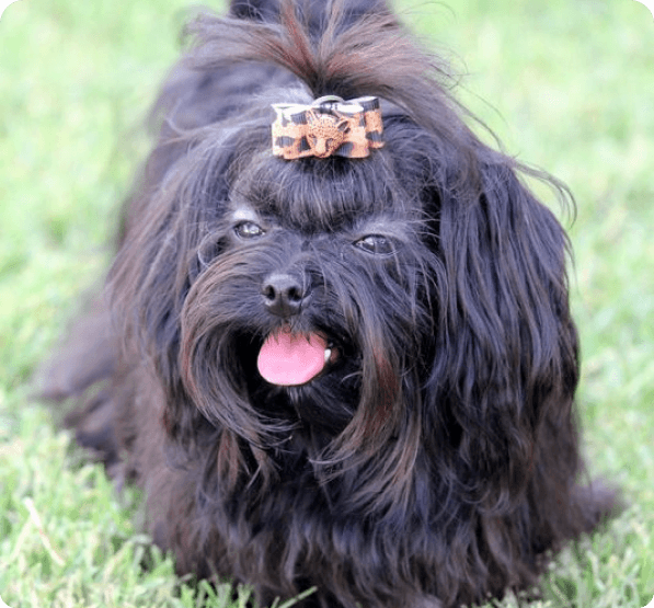 Russian Tsvetnaya Bolonka dog