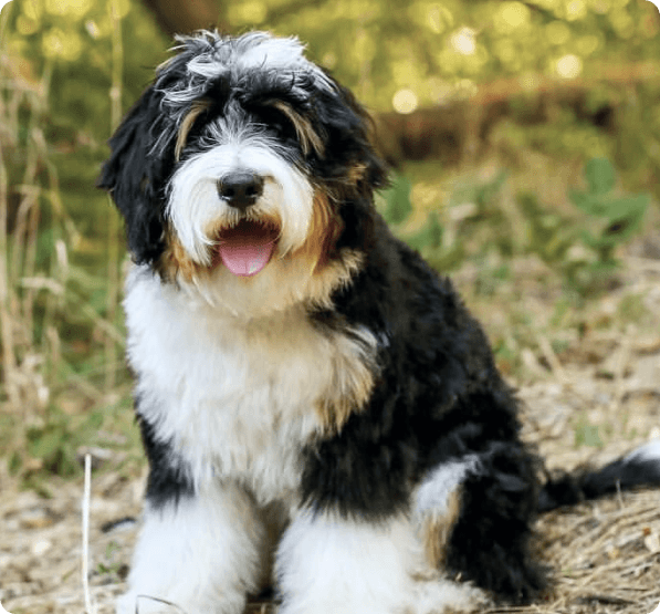 Australian Mountain Doodle dog