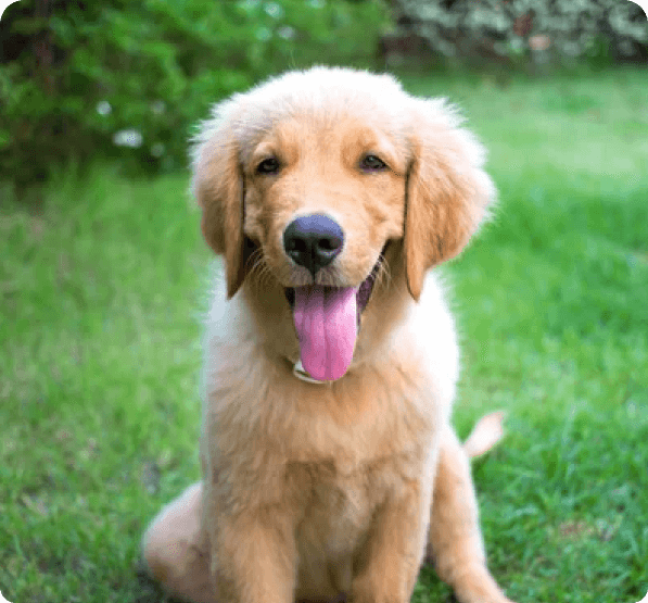 Miniature Golden Retriever dog