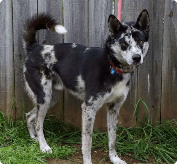 Leopard Husky dog