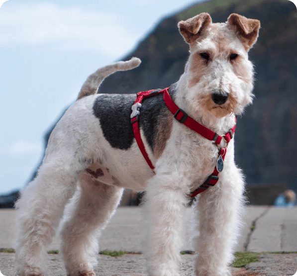 Wire Fox Terrier dog