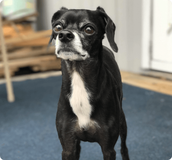 Cocker Spaniel Italian Greyhound Mix dog