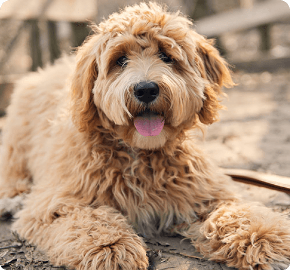 Goldendoodle dog